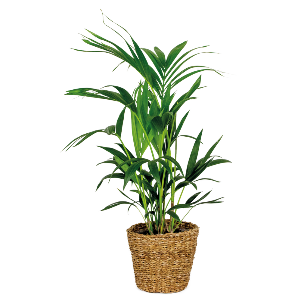 Howea forsteriana - palmier kentia - plante d’intérieur - hauteur 80-100 cm - panier en rotin 19 cm
