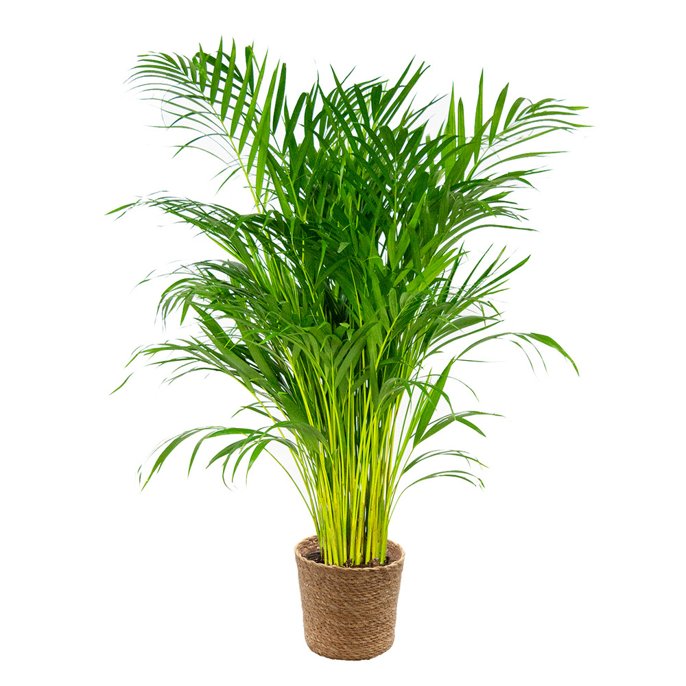 Dypsis lutescens - palmier areca - 100-110 cm de haut - panier en jonc de mer 21 cm