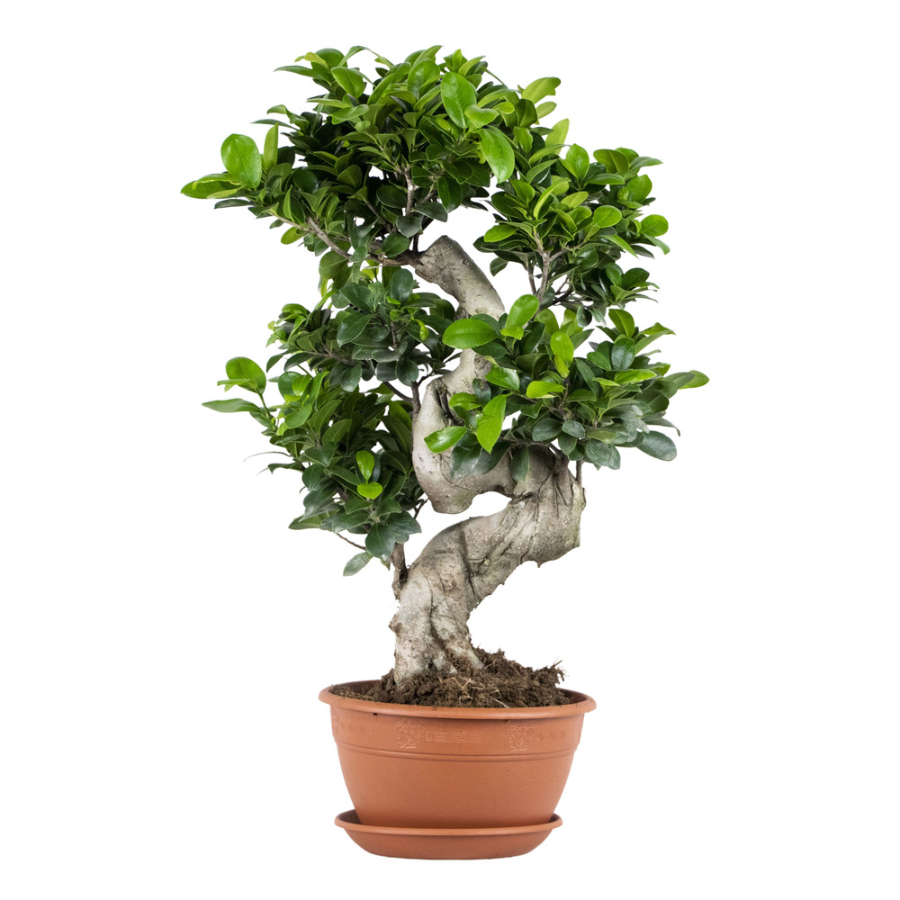 Ficus ginseng - forme en s - bonsaï - plantes d’intérieur - hauteur 30-40 cm - pot 17 cm