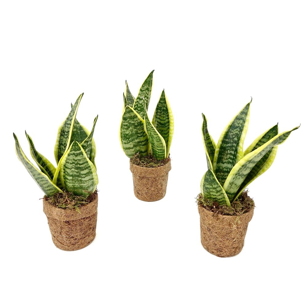 Sansevieria yellow en pots de fibre de coco - lot de 2 - h 30 cm, pot ø13 cm