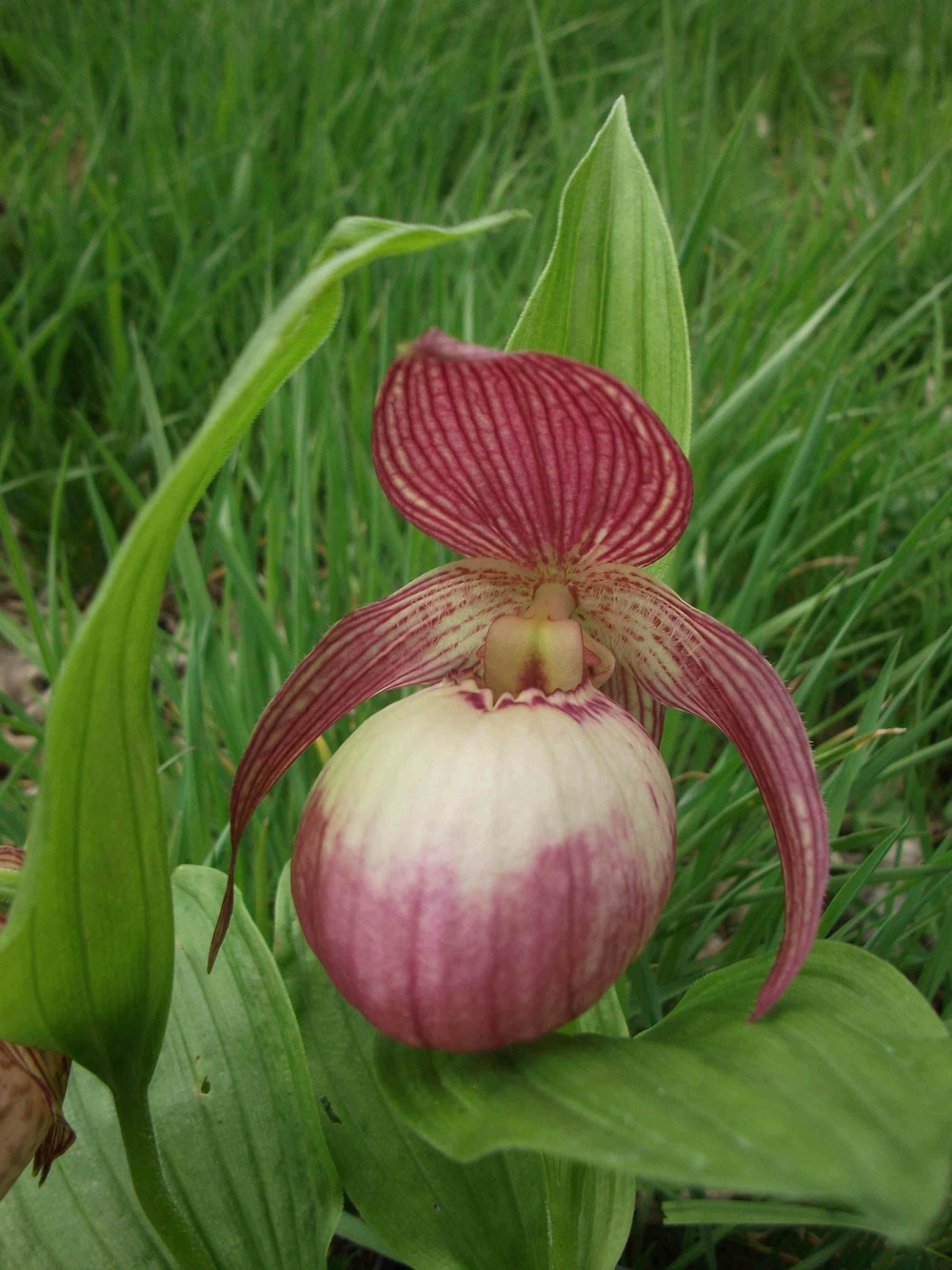 Cypripedium 