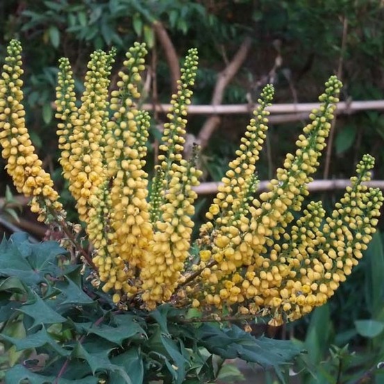 Mahonia media 'charity' pot de 2l/3l