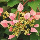 Hortensia grimpant hydrangeoïdes rose sensation® 'trarose'/schizophragma hydrangeoïdes rose sensation® 'trarose'[-]godet - 5/20 cm