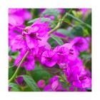 Bougainvillier violet de mèze/bougainvillea specto-glabra 'violet de mèze'[-]pot de 3l - 60/120 cm