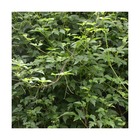 Vigne d'ornement aconitifolia/ampelopsis aconitifolia[-]pot de 1,5l - tuteur bambou 30/60 cm
