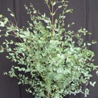 Eucalyptus gunni/eucalyptus gunni[-]pot de 15 l - 100/120 cm