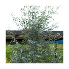 Eucalyptus gunnii silverana®/eucalyptus gunnii silverana®[-]pot de 10l - 175/200 cm