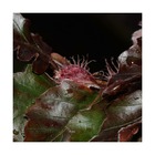 Hêtre commun purpurea/fagus sylvatica purpurea[-]pot de 7,5l - 125/150 cm