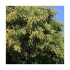 Savonnier paniculata/koelreuteria paniculata[-]pot de 35l - tige 10/12
