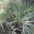 Palmier bleu du mexique armata/brahea armata[-]pot de 30l - 70 cm