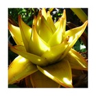 Bananier nain lasiocarpa/musella lasiocarpa[-]pot de 10l - 80/120 cm