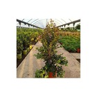 Eugenia uniflora "etna fire" (cerisier de cayenne, pitanga, cerisier carré de tahiti) taille pot de 65l - 130/150cm