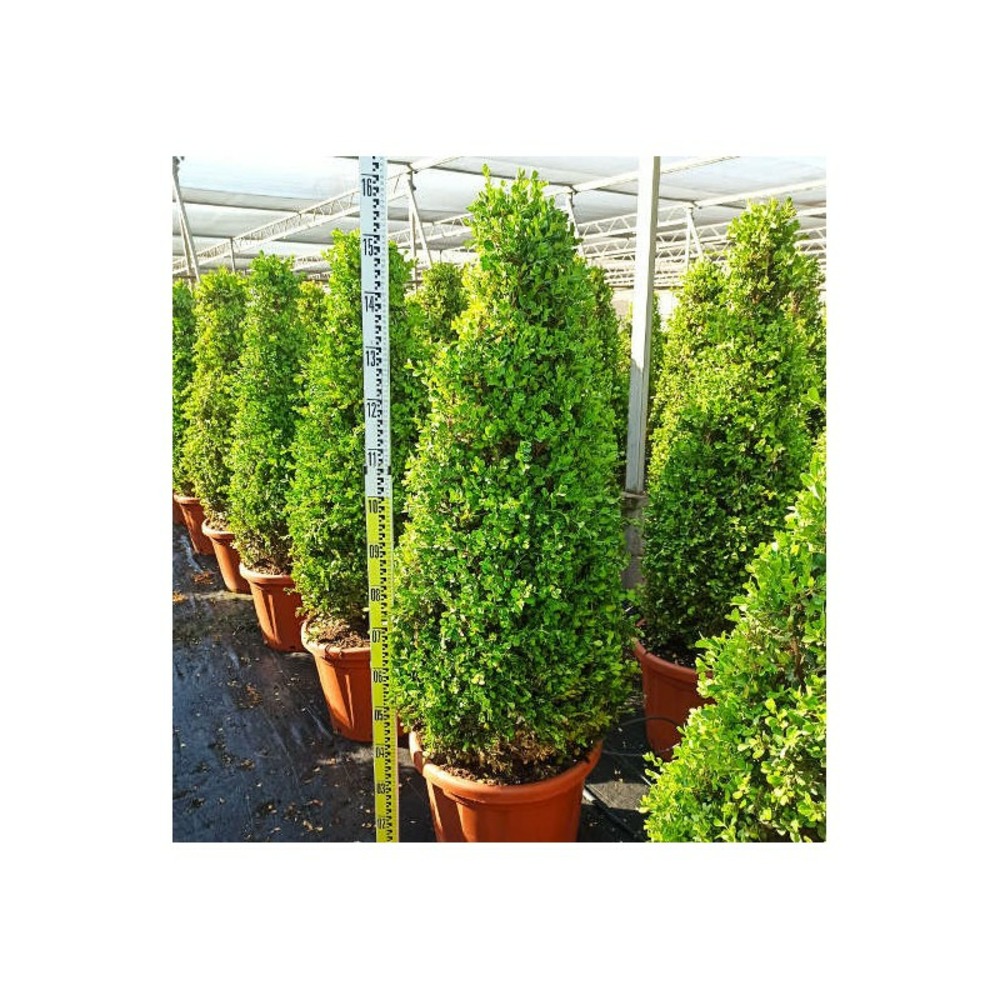 Buxus macrophylla 'rotundifolia' (buis commun 'rotundifolia') pot de 45l - 80/100cm - diamètre boule 50/60
