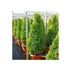 Buxus macrophylla 'rotundifolia' pot de 45l - 80/100cm- boule diametre 50/60
