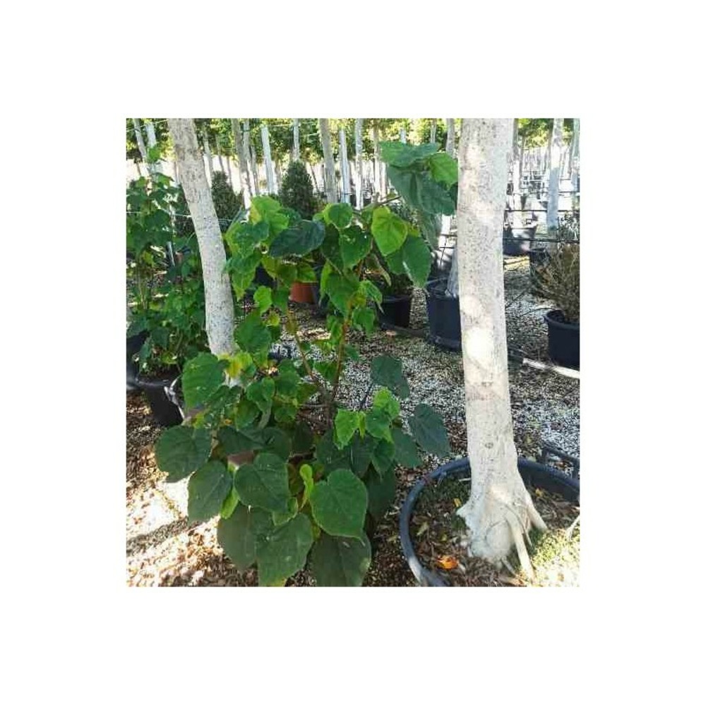 Dombeya tiliacea pot de 25l - 80/100cm
