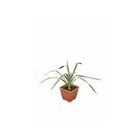 Yucca filamentosa ( yucca filamenteux )   blanc - taille pot de 8 litres ? 60/80 cm
