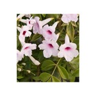 Pandorea jasminoides (bignone faux jasmin)   rose - taille pot de 25l - 180/200cm
