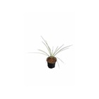 Yucca rostrata   blanc - taille pot de 35l 150-175 cm.	Tr. 080-100 cm.