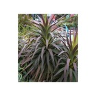 Yucca aloifolia purpurea (yucca à feuilles d'aloès)   blanc - taille pot de 5 litres ? 40/60 cm
