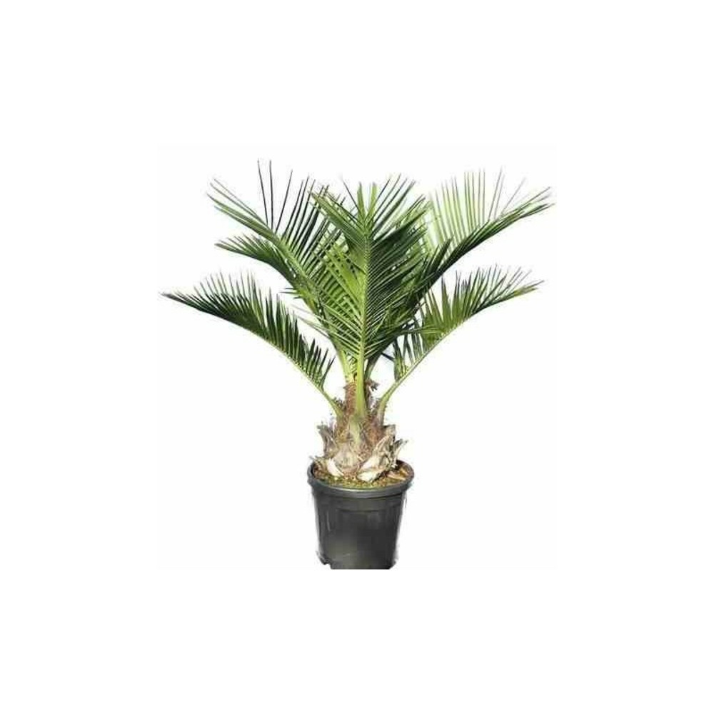 Jubaea chilensis (cocotier du chili, palmier à miel , palmier à vin) specimen taille pot 500l - 200/250cm- stipe 90/100