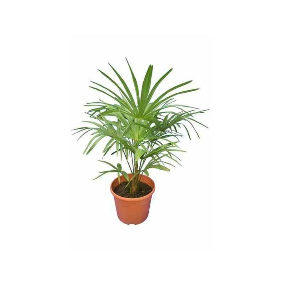Trachycarpus princeps hybride- pot de 14 litres - 100/120 cm