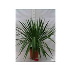 Yucca gloriosa (dague espagnole)   blanc - taille pot de 9 litres ? 80/100 cm