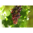 Vigne à raisin rouge sans pépins (vitis vanessa) taille pot de 2 litres - 50/70 cm