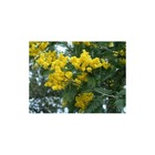 Acacia dealbata var. Le gaulois (acacia d'hiver)   jaune - taille pot de 4 litres - 80/100 cm