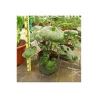 Ligularia tussilaginea (plante panthère) taille pot de 25l - 70/90cm