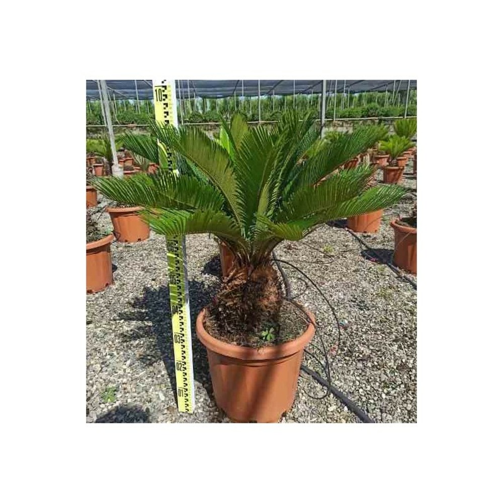 Cycas revoluta (cycas du japon-sagou) pot de 80l - tronc de 100/110 cm - 150/175cm