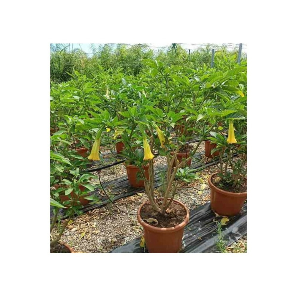 Brugmansia suaveolens (datura arborescente) marmite 65l -100/120cm