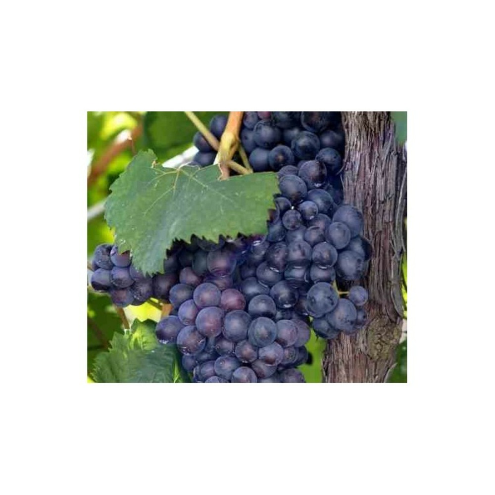 Vigne à raisin (vitis vinifera) boskoop glorie pot de 2 litres - 50/70 cm