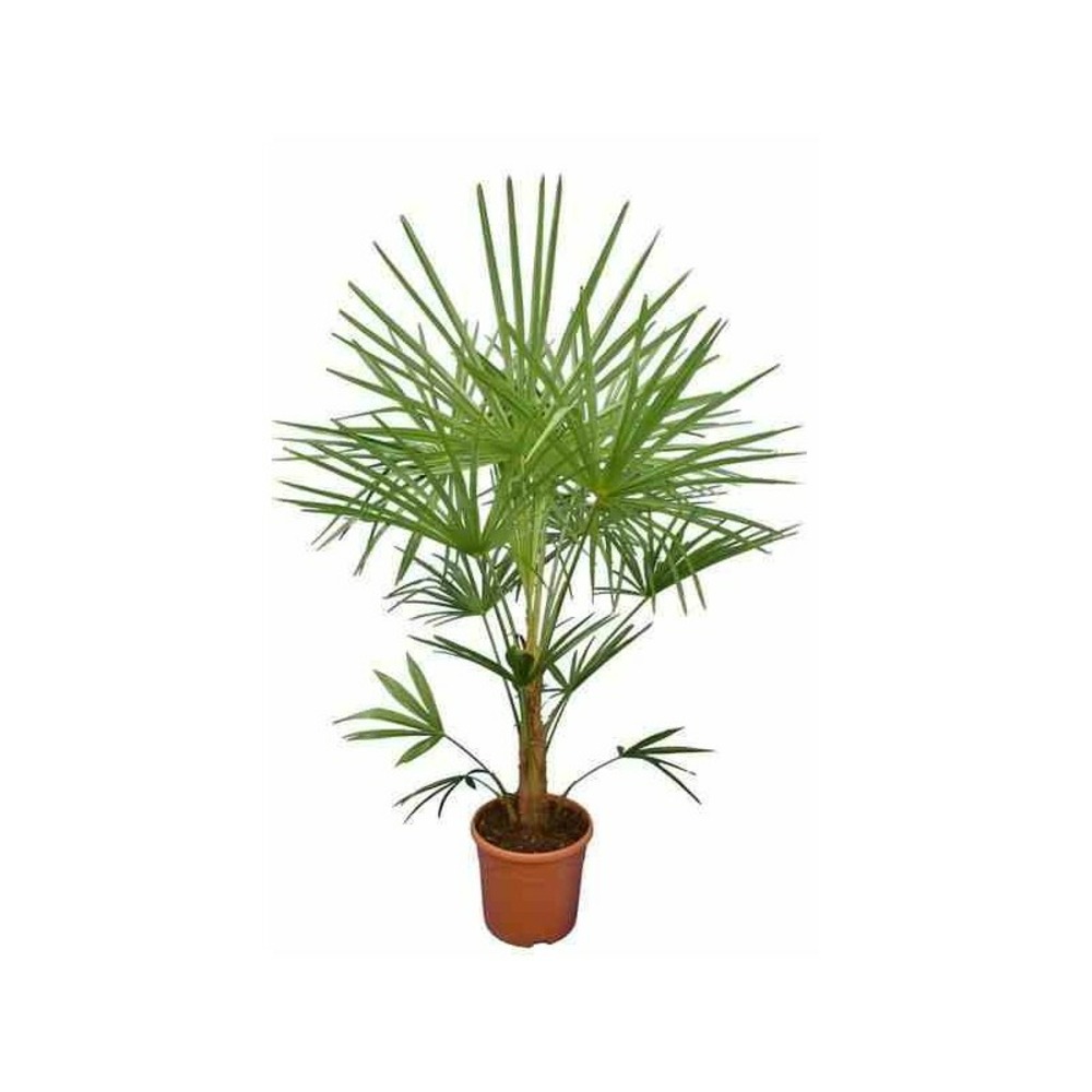 Trachycarpus naini tal- pot de 12 litres ? 120/140 cm