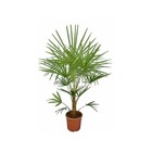 Trachycarpus naini tal   jaune - taille pot de 12 litres ? 120/140 cm