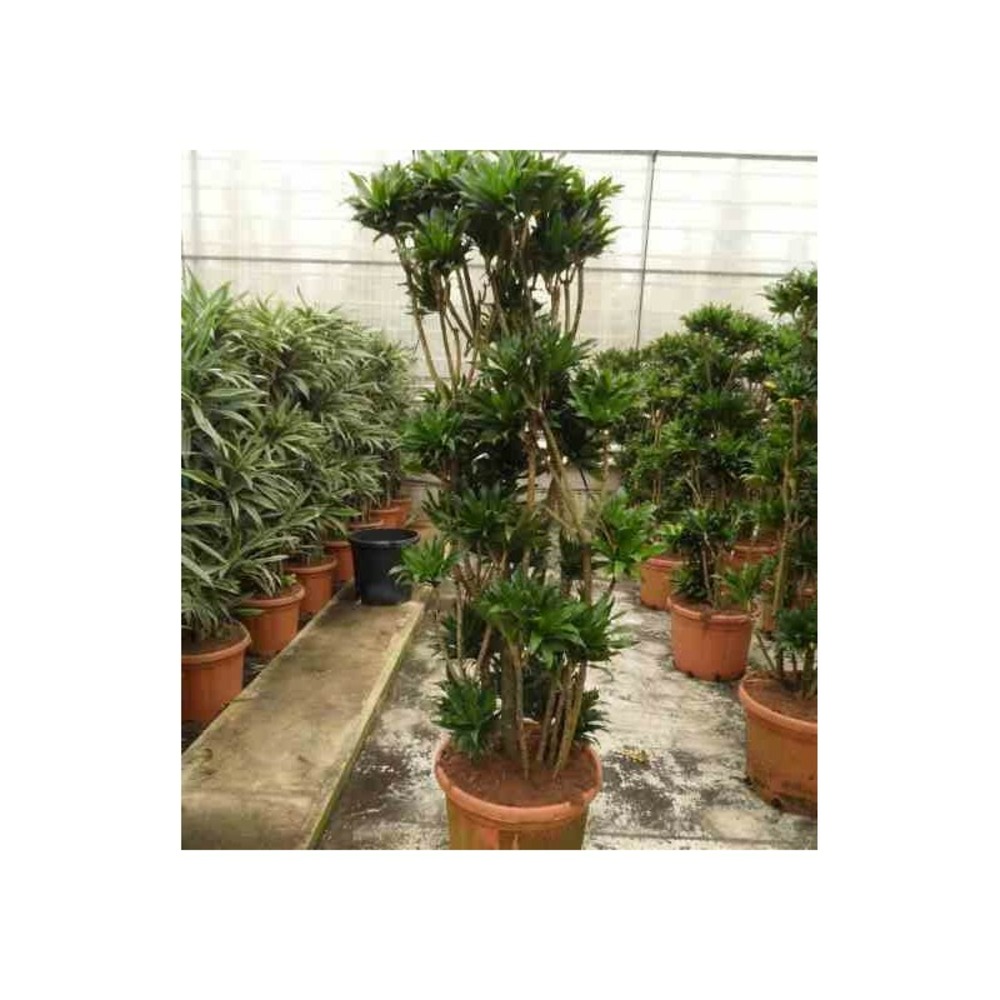 Dracaena deremensis 'compacta' (dragonnier) pot de 35l - groupe - 80/100cm