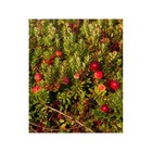Vaccinium macrocarpon pilgrim (canneberge, cranberry)   rose - taille pot de 2 litres ? 10/30cm