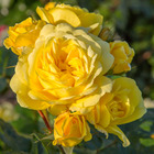 Rosier tige yellow meilove ® (anny duperey ® meitongas)