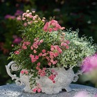 Mini-rosier lillyrose® hohoemi rouge le plant en godet 9 cm