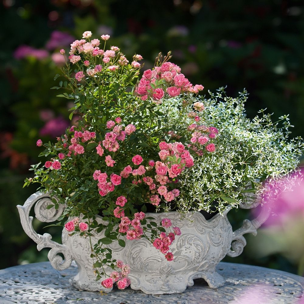 Mini-rosier lillyrose® hohoemi rouge le pot de 13cm | Truffaut