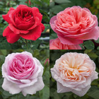 Collection rosiers romantica ® parfumés avec motte