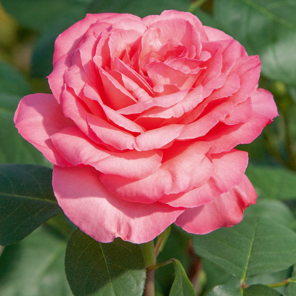 Rosier panthere rose ® meicapinal le pot de 2l