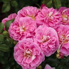 Rosier lovely pink ® meinoplius sans motte