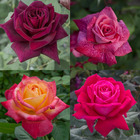 Collection 4 rosiers perfumella ® avec motte