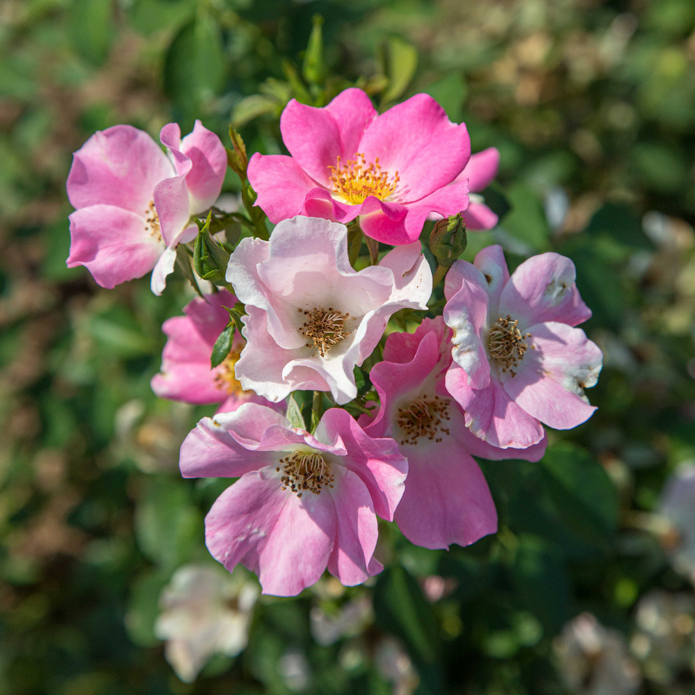 Rosier friendly ® pink meissalu racine nue Truffaut — free download
