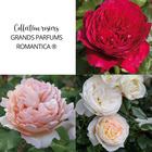 Collection rosiers grands parfums romantica ® parfumés avec motte