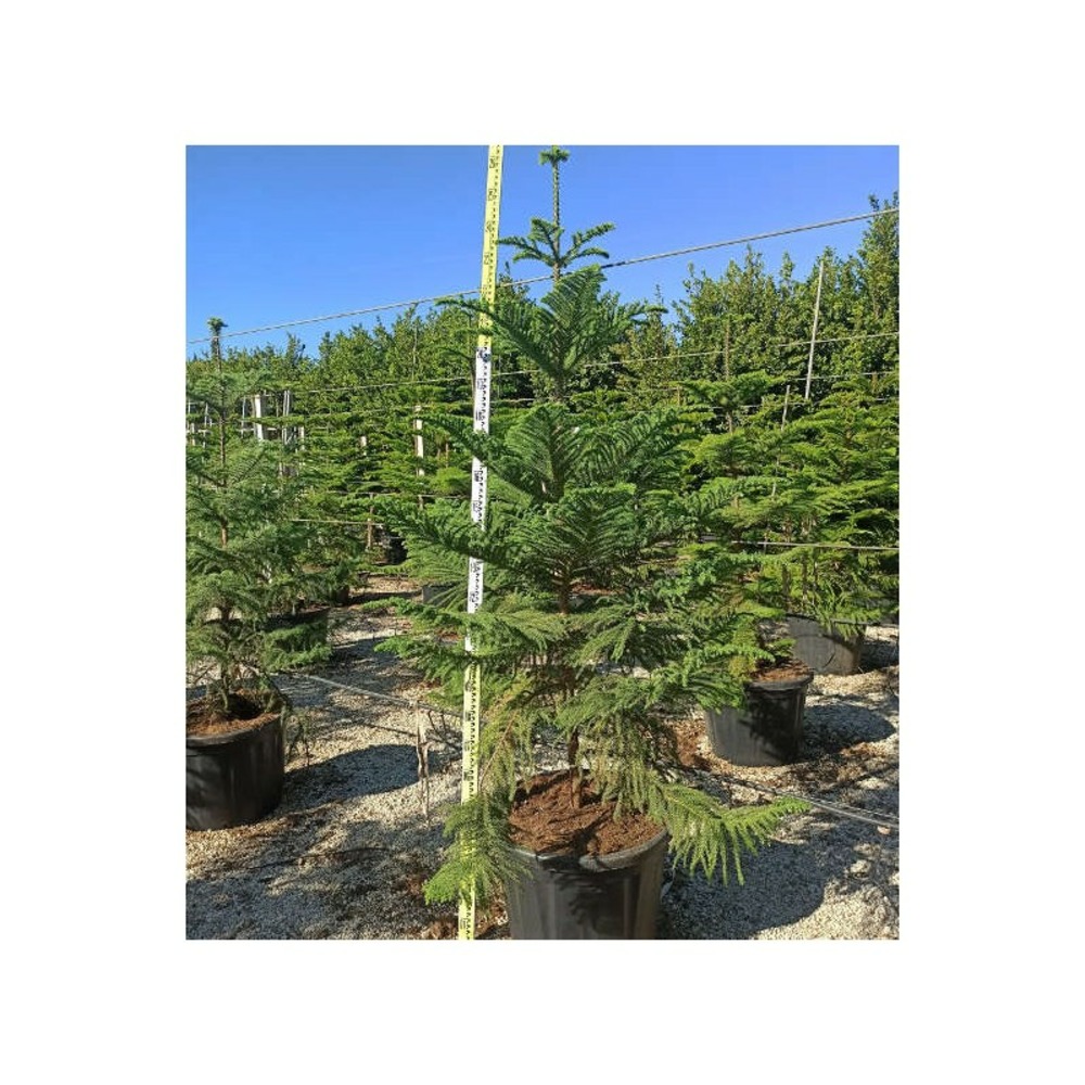 Araucaria heterophylla (syn. A. Excelsa) (pin de norfolk, araucaria de norfolk) pot de 110l 200/250cm