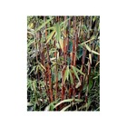 Fargesia "jiuzhaigou 1" (bambou non traçant) taille pot 5 litres - 50/80cm - 5/7 cannes