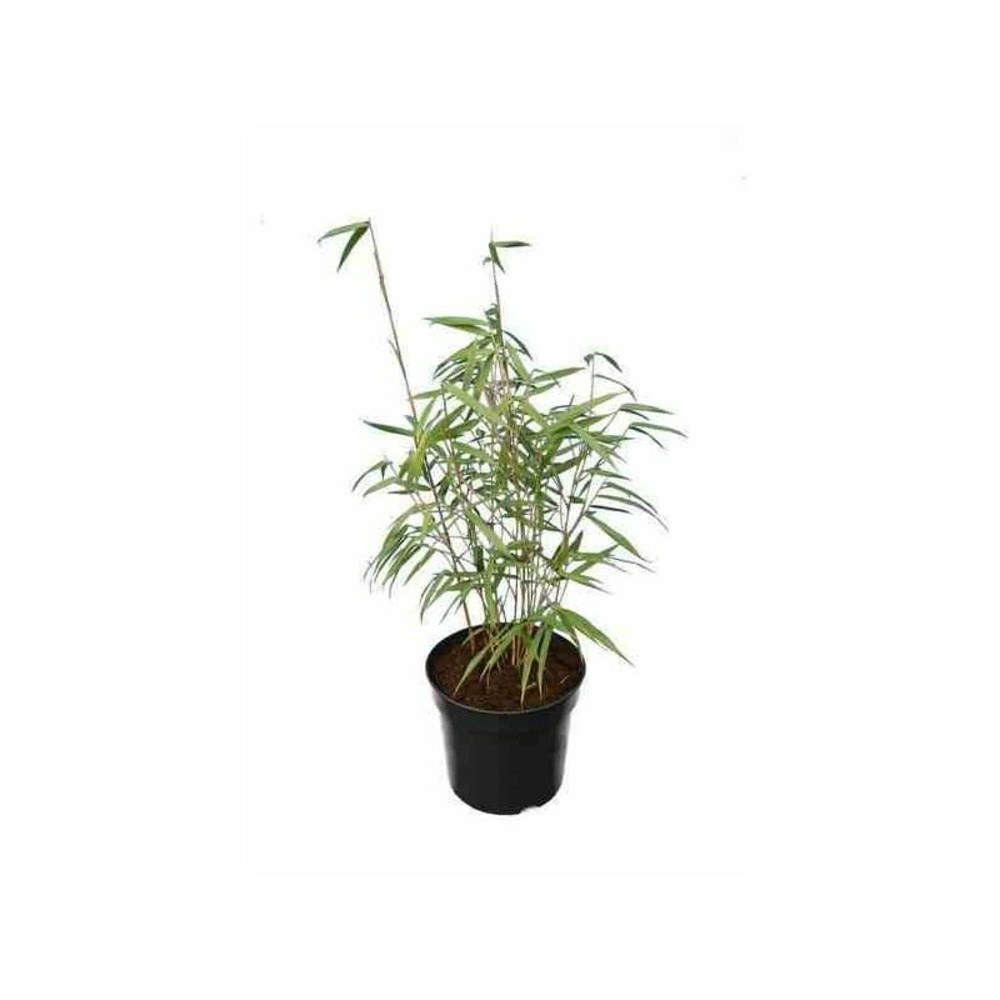 Fargesia scabrida asian wonder (bambou non traçant) pot de 5 litres ? 60/80 cm