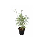 Fargesia scabrida "asian wonder" (bambou non traçant) taille pot de 5 litres ? 60/80 cm