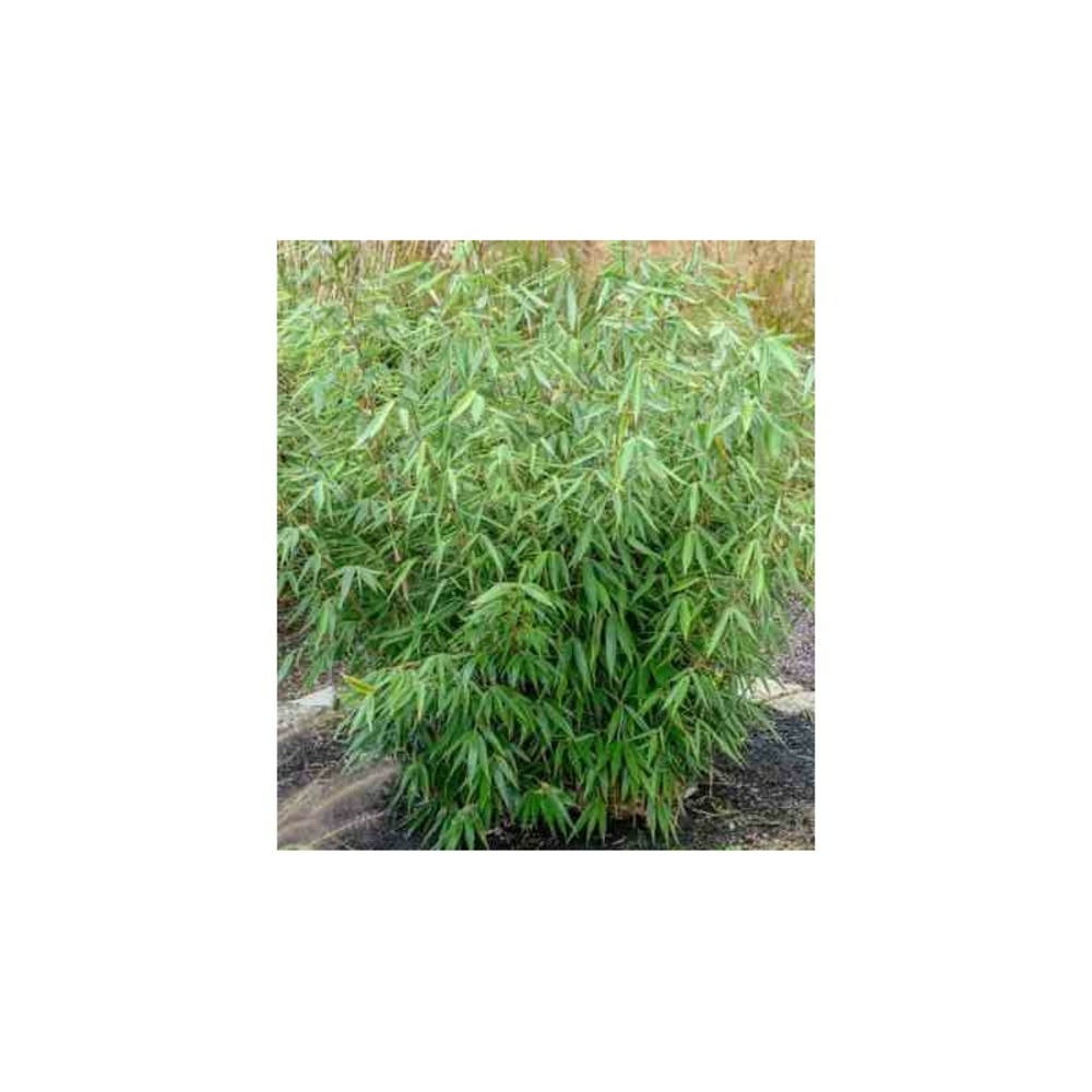 Fargesia robusta campbell (bambou non traçant) pot 2 litres - 30/50cm - 3/6 cannes